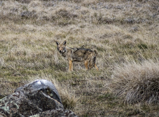 Naklejka na ściany i meble Coyote in Big Laguna Meadow