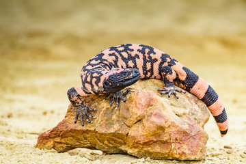 Lizard Gila Monster( Heloderma suspectum) © vaclav