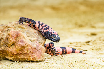Lizard Gila Monster( Heloderma suspectum)