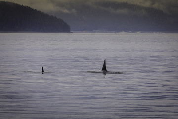 Orca's in the Alaskan Wild