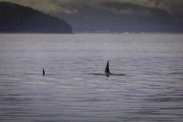 Naklejka premium Orca's in the Alaskan Wild