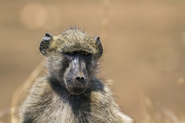 Chacma baboon in Kruger National park, South Africa