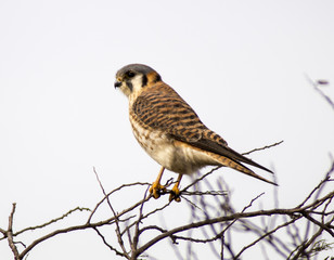 American Kestrel