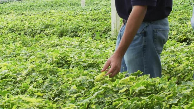 Workers inspects leaves in field