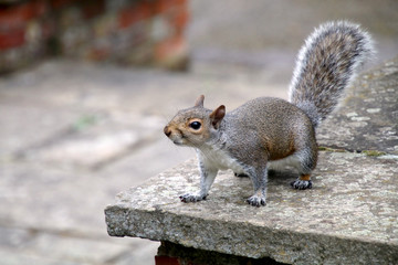 Eastern Grey Squirrel