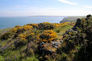 Skomer Island