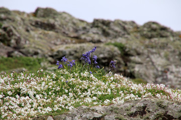 Skomer Island