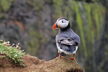 Puffin