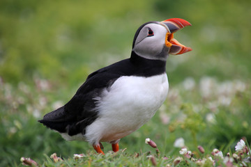 Puffin