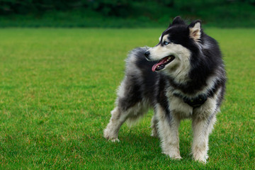 Dog breed Alaskan Malamute