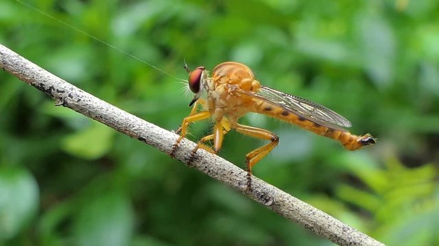 Robber Fly (Asilidae) on branch in tropical rain forest.