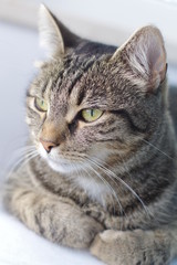 Portrait of a lying cat 