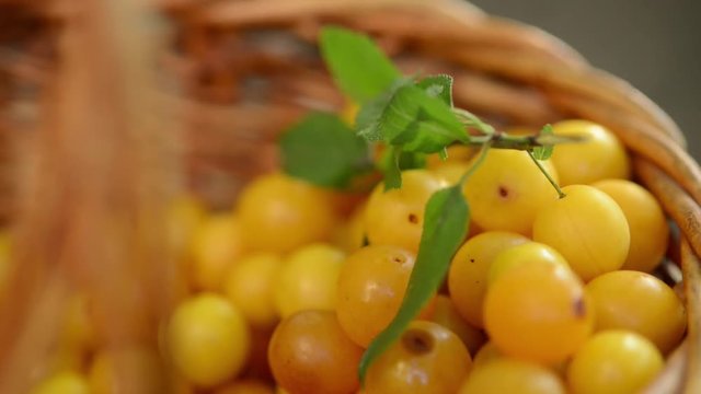 macro hoot of yellow plums
