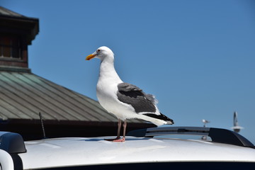 Seagull - 167829375