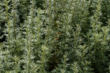 Artemisia - mugwort, wormwood, and sagebrush belonging to the daisy family Asteraceae