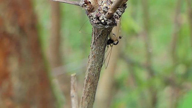 Jumping Spider (Hyllus) catching Crane Fly (Tipula oleracea) in tropical rain forest.