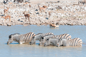 Fototapeta na wymiar Burchells zebras drinking water in a waterhole in Northern Namibia