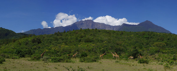 Mont Meru et girafes