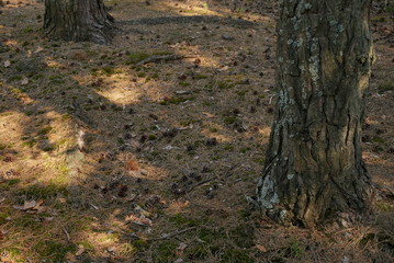 Pine Cones On Soft Forest Floor