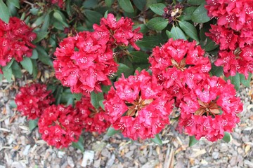 Red rhododendron
