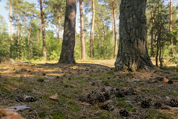 Pine Cones On Soft Forest Floor
