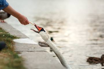 Man feeding swans in the pond