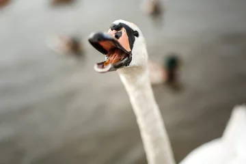 Papier Peint photo autocollant Cygne White Swan in the pond