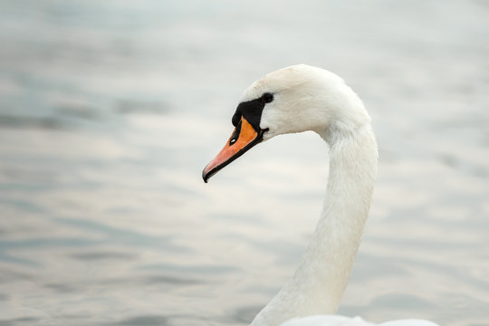 White Swan in the pond