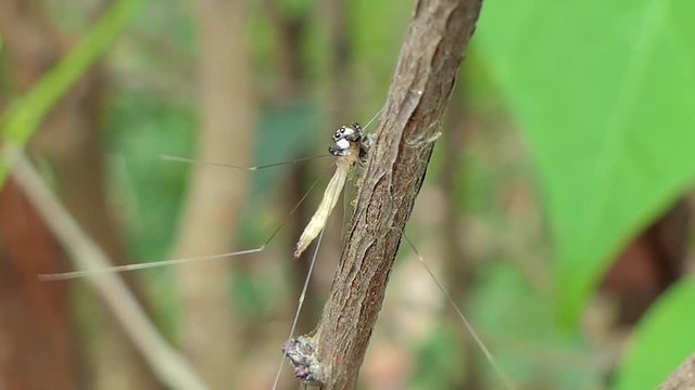 Jumping Spider (Hyllus) catching Crane Fly (Tipula oleracea) in tropical rain forest.