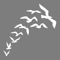 Seagulls - Silhouette of White Flying Birds