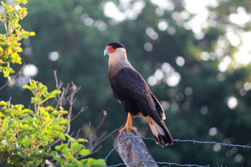 Wild on my garden