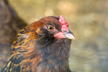 Portrait of Chicken Hen Farm Animal