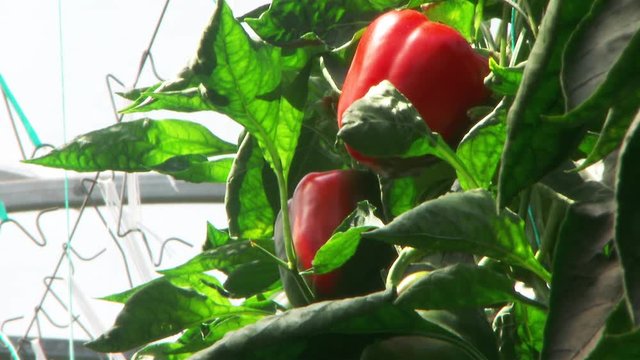 Pan left, bell peppers grow on tree