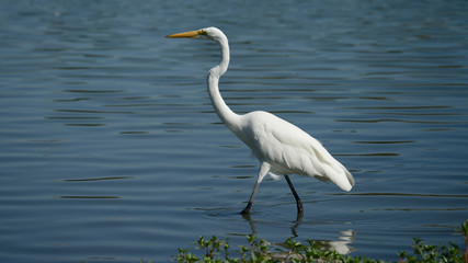 Great Egret Walking in Lake - 167831355