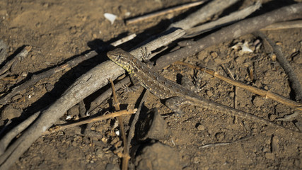 Fototapeta na wymiar Lizard on a Dirt Trail