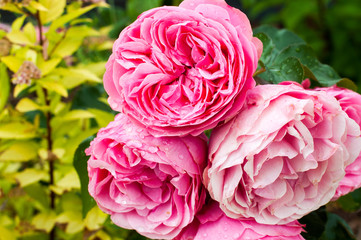 Pink roses with drops in garden