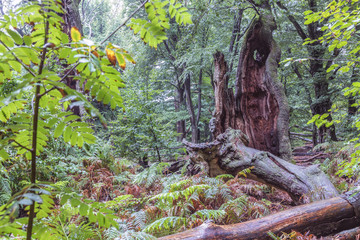 Totholz als Grundstock für neues Leben