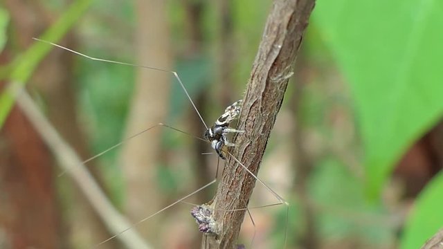 Jumping Spider (Hyllus) catching Crane Fly (Tipula oleracea) in tropical rain forest.
