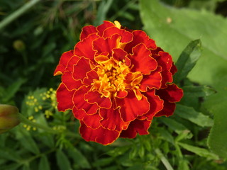 Red French Marigold Flower