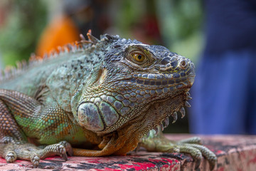 Close up portrait of Green iguana. Beauty in nature