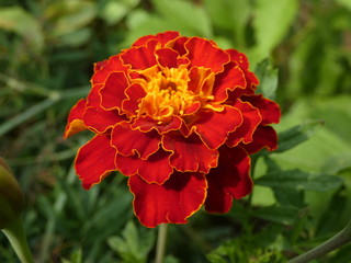 French Marigold Flower Red Yellow