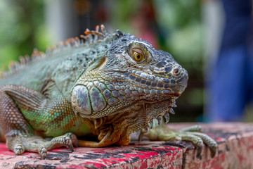 Fototapeta premium Close up portrait of Green iguana. Beauty in nature