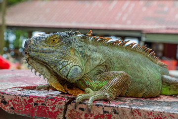 Close up portrait of Green iguana. Beauty in nature
