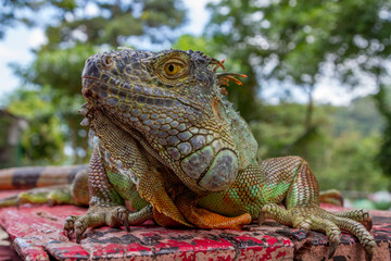 Close up portrait of Green iguana. Beauty in nature