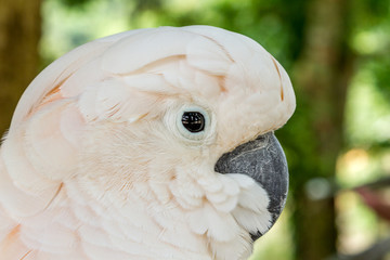 Close up portrait of a white parrot. Beauty in nature