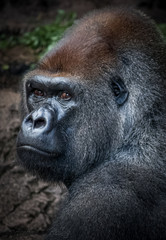 Naklejka premium Silverback Gorilla portrait in Loro Park, Tenerife, Canary Islands, Spain.