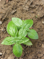 fresh basil plant in a vegetable garden