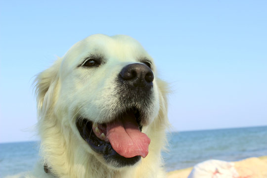 Cropped shot of a dog over sea background. Golden Retriever on the beach close-up.

