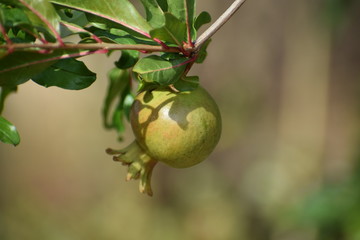 fruit