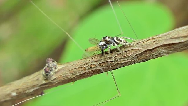 Jumping Spider (Hyllus) catching Crane Fly (Tipula oleracea) in tropical rain forest.